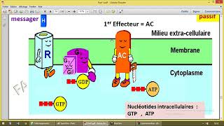 Communication cellulaire 2 proteine G [upl. by Galateah]