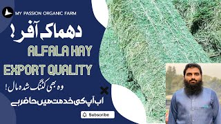 Alfalfa hay available in Pakistan best for goats amp rabbits [upl. by Einahpad877]