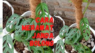 Fantastis Harga Tanaman Hias Janda Bolong Capai Rp100 Juta [upl. by Esma]