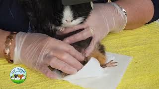 Older Male guinea Pig Impaction Feet cysts and cauliflower doo dah [upl. by Cheryl]