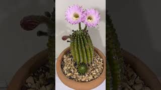 floweringplants cactus agriculture indoorplants [upl. by Scrope997]