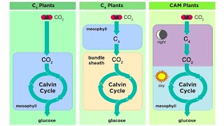 Types of Photosynthesis in Plants C3 C4 and CAM [upl. by Berga981]