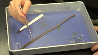 Earthworm Dissection [upl. by Mccowyn132]