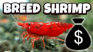 How to Breed Shrimp  A full guide [upl. by Dugan]