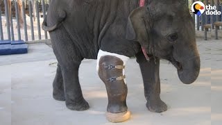 Elephant Gets A Prosthetic Leg  The Dodo [upl. by Liggett]