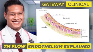 Endothelium Explained [upl. by Weathers]