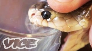 Getting High Injecting Snake Venom [upl. by Rhetta]