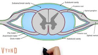 Spinal Cord Anatomy V30 [upl. by Felicle960]