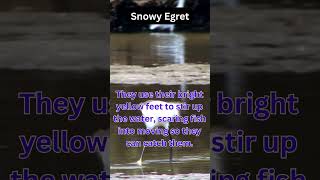 Bird Fun Facts  Snowy Egret birds egret snowyegret birdwatching [upl. by Encratia851]