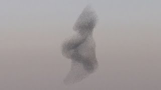 Starling murmuration Rare phenomenon in the skies above Israel [upl. by Zysk]