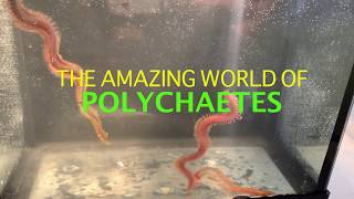 The Amazing World of Polychaetes [upl. by Asserac660]