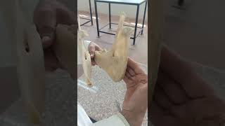 mandible anatomy practical [upl. by Aeila]