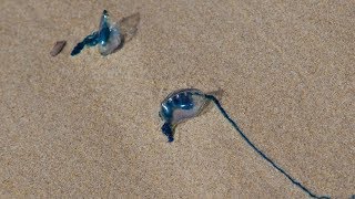 Boracay Island Update  Blue Bottle Jellyfish Alert [upl. by Haizek]