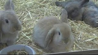 How to Breed Rabbits  TvAgro By Juan Gonzalo Angel [upl. by Rosemaria]