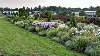 Phlox LUMINARY® Collection Comparison  Walters Gardens [upl. by Noyerb]