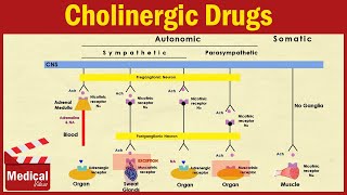 Pharmacology ANS 2  Cholinergic Drugs  Agonists and Antagonists [upl. by Hedley]