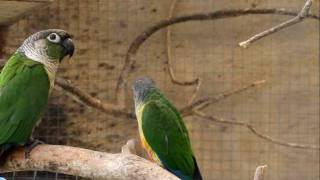 Parrot Facts  Green Cheek Conure aviary [upl. by Dulciana684]