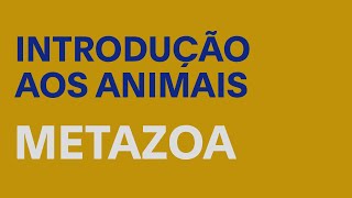 Introdução aos Animais  Metazoa [upl. by Dhiren89]