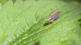 Leafhopper Strut [upl. by Aleahs]