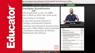 Homologous Recombination and Holiday Junction  Molecular Biology [upl. by Hgielah]