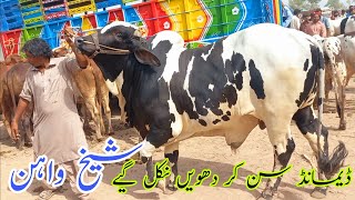 Sheikhwan Cow MandiHigh Price Samajh Sy Balatar [upl. by Nhor]