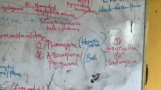 antiprotozoals antimalarials [upl. by Northrop21]