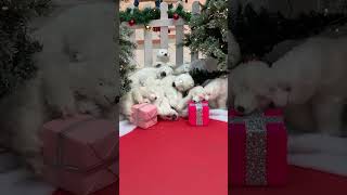 Santa grotto in The mall 2023 christmas shortsvideo viral shorts [upl. by Rechaba826]