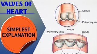 VALVES OF HEART [upl. by Eisenberg]