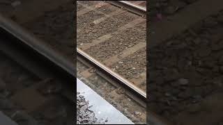 Mumbai railway tracks now Fish Pond [upl. by Carrie]