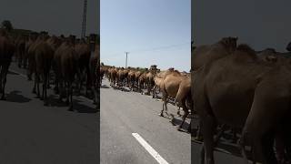 A lot of camels are the biggest camels on the road [upl. by Farny174]