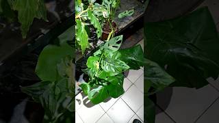 Monstera Delicosa vs monstera adansonii [upl. by Also592]