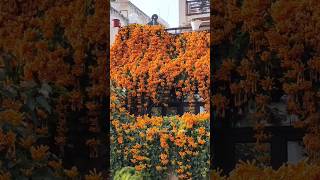 Orange Trumpet 2024🧡🌿  Winter Garden 2024  Garden Decoration ideas gardening decoration flowers [upl. by Lirpa]