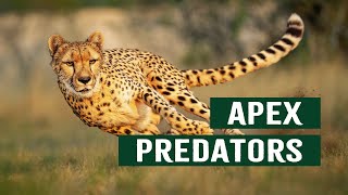 The Ruthless Apex Predators At The Top Of The Animal Kingdom  Top Cats Documentary [upl. by Gasparo]