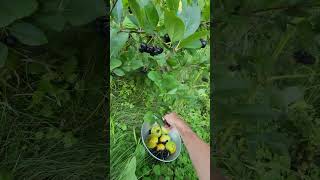 harvesting aronia berries [upl. by O'Donoghue]