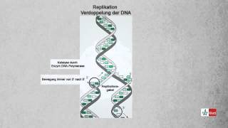 Replikation Verdoppelung der DNA Biologie  Klett Lerntraining [upl. by Ttam]