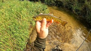 Wisconsin Trout Fishing  9172024 [upl. by Kalle]