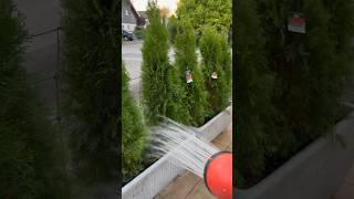 Planting an Instant Privacy Hedge with Arborvitae Trees privacy trees planting [upl. by Etom]