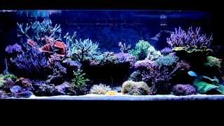 225 Gallon Reef Tank [upl. by Nitsirk]