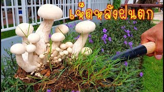 เห็ดตีนแรด เห็ดตีนแฮด เห็ดจั่น เห็ดคะน่องช้าง เห็ดตับเต่าขาว Tricholoma crassum Macrocybe Crassa [upl. by Ahseiat]