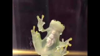 Incredible Glass Frog  ViralHog [upl. by Vonny592]