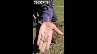 Finding Gold Airring with Dowsing Rod Goldhunting dowsingrods shortsfeed [upl. by Crin]