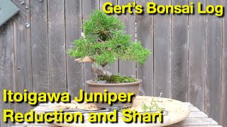 Itoigawa Juniper Reduction and Shari Work [upl. by Solokin]