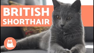 British Shorthair Cat  CHARACTERISTICS and CARE [upl. by Alban]