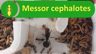 Ameisenkolonie Messor cephalotes Körnersammler Ameisen [upl. by Erle989]