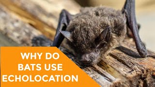 Why Do Bats Use Echolocation [upl. by Aidil]