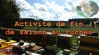 Apiculture fin de saison au rucher [upl. by Ainatit191]