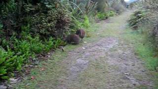 Fighting or mating Kiwi birds on Stewart Island New Zealand [upl. by Sivehc]