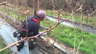 Avoid Common Mistakes Pruning a Blueberry Bush [upl. by Dorinda488]