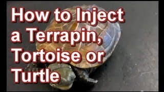 How to Inject a Terrapin Tortoise or Turtle  Tai Wai Small Animal amp Exotic Veterinary Hospital [upl. by Olivero]