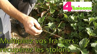 Multipliez vos fraisiers récupérez les stolons  Les 4 Saisons du jardin bio [upl. by Nahtnhoj]